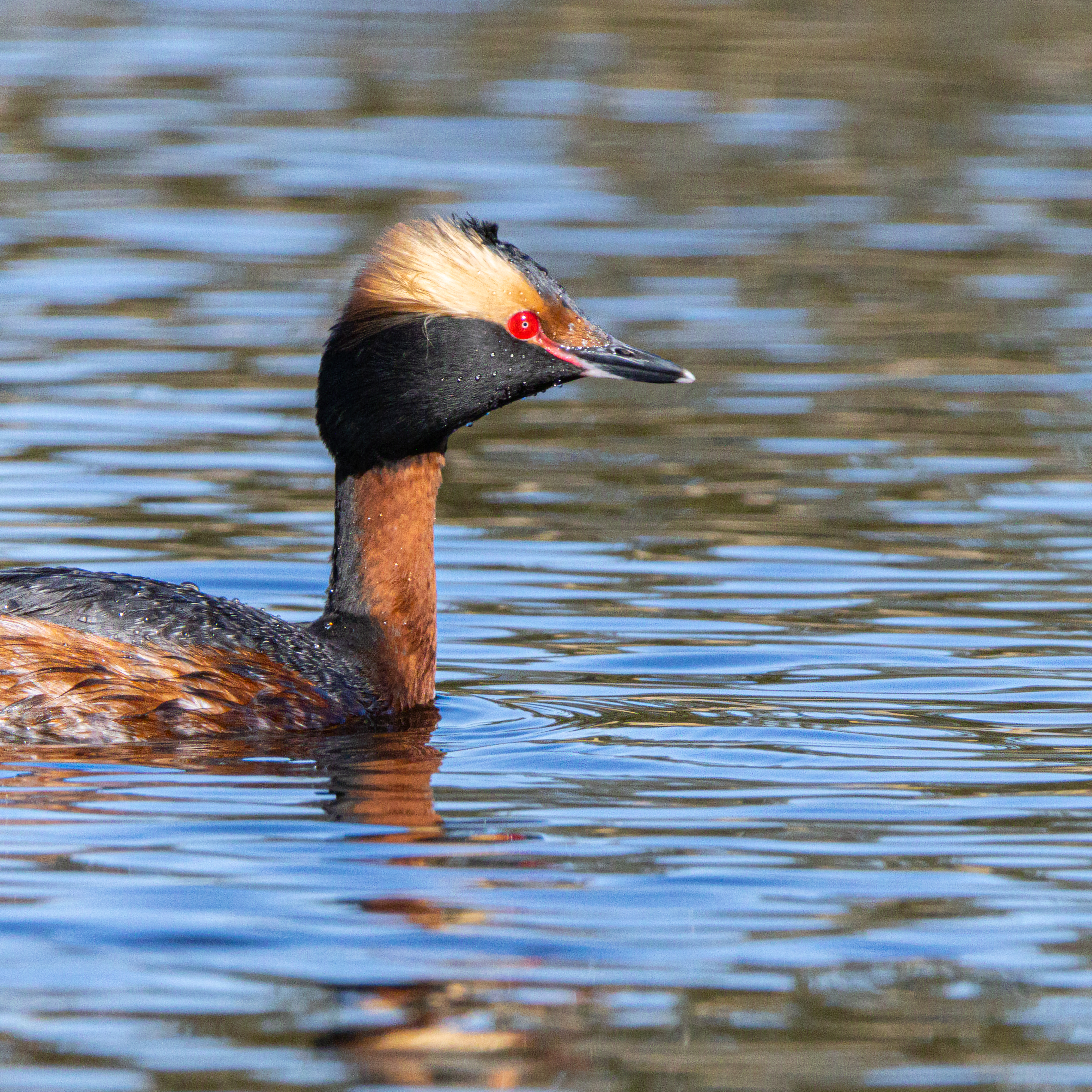 Horned Grebe